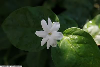 گل یاس رازقی